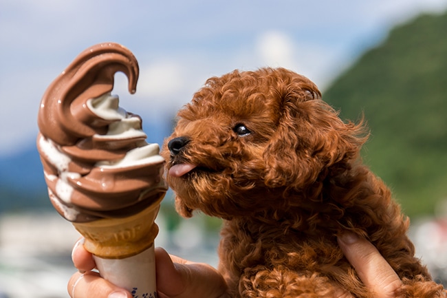 犬とアイスを一緒に楽しみたいけど、いいのかな？