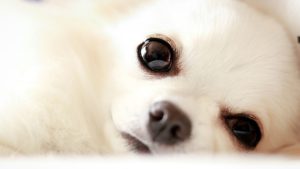 愛犬の目ヤニを何とかしたい！原因と対策をご紹介