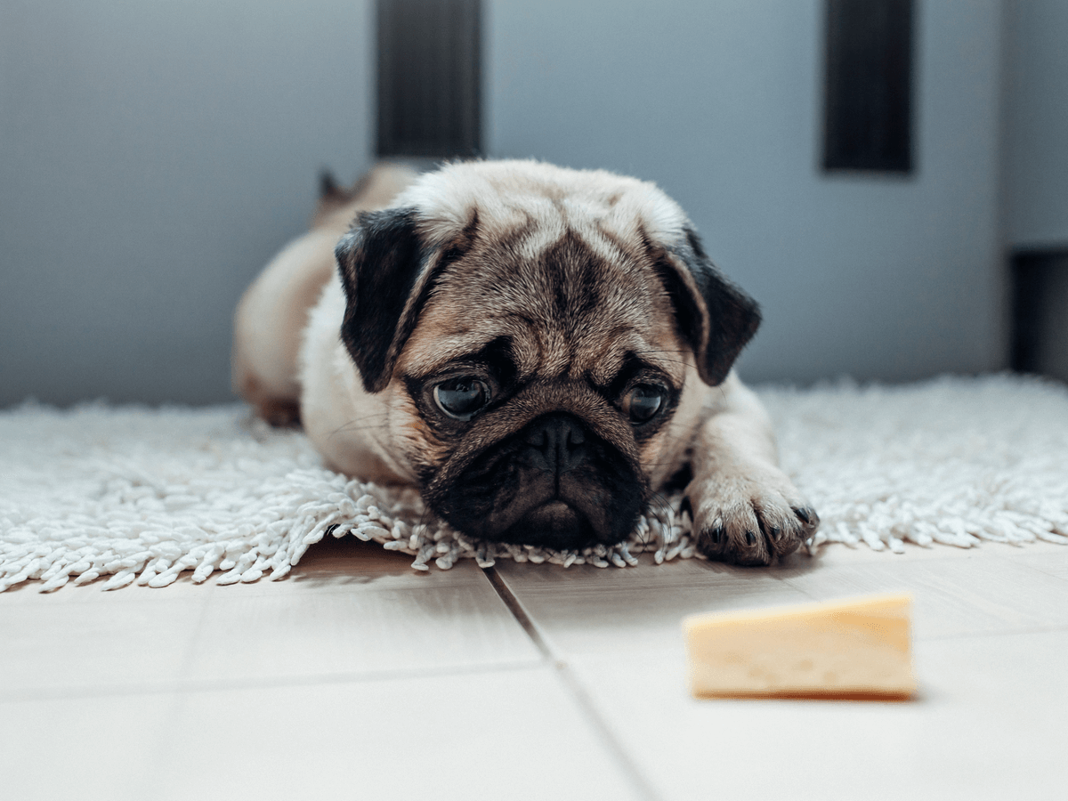 犬はチーズを食べられるけど避けた方がいいものもある！あげるなら塩分の少ないチーズでアレルギーにも注意