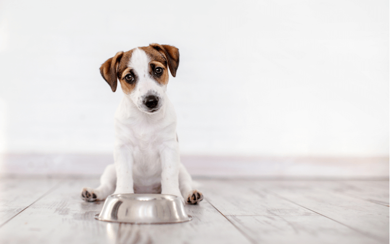 玉ねぎの誤飲・誤食に注意　　少量でも犬に玉ねぎは食べさせないで！