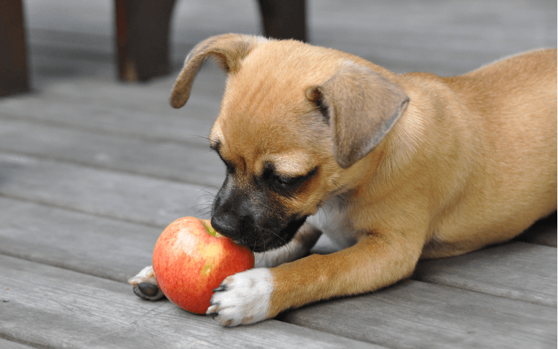 犬にリンゴジュースを飲ませてもいいの？飲ませてもいい種類と飲ませるときの注意点6つ