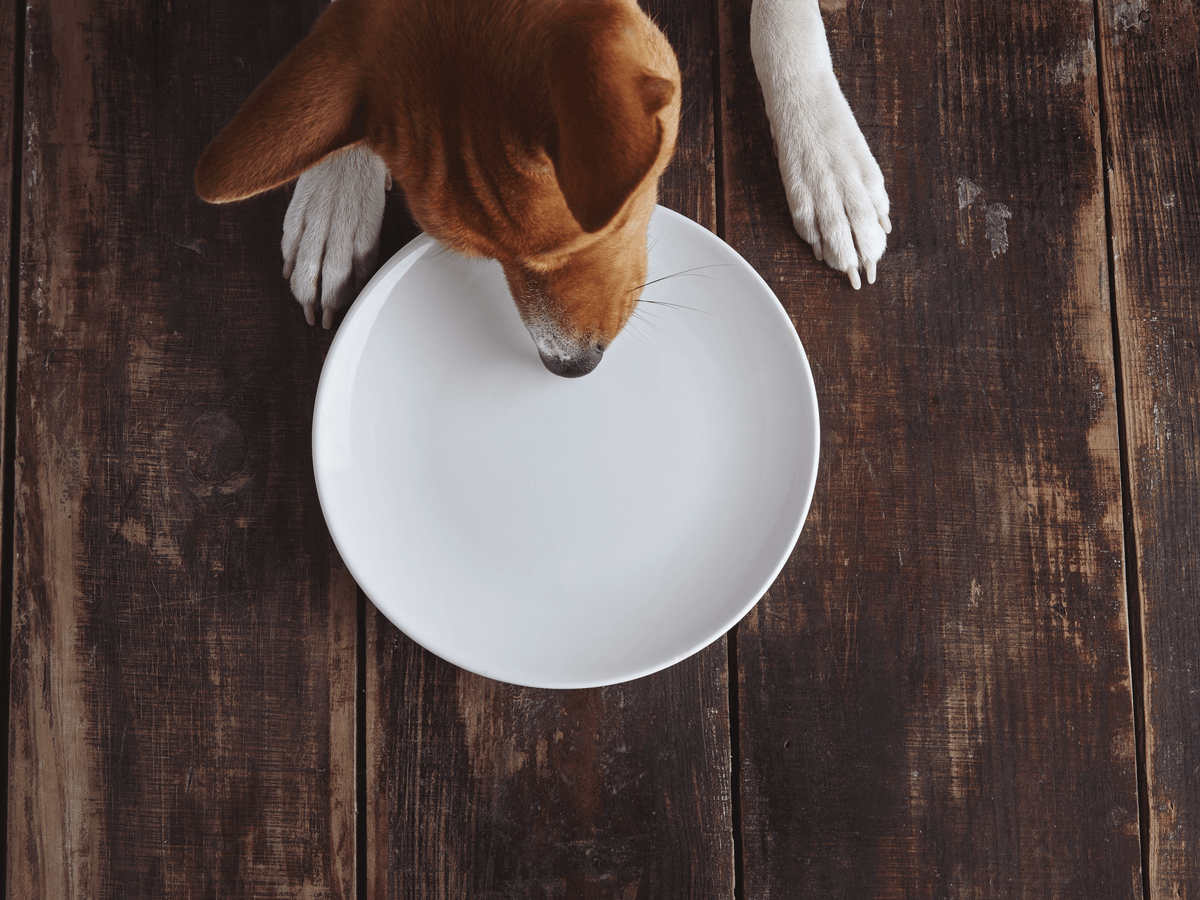愛犬が偏食でドッグフードを食べない！その原因と治し方は？