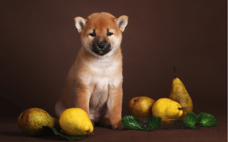 犬も大好き！梨をあげるときの注意点4つと梨を食べたときの効果・効能7つ