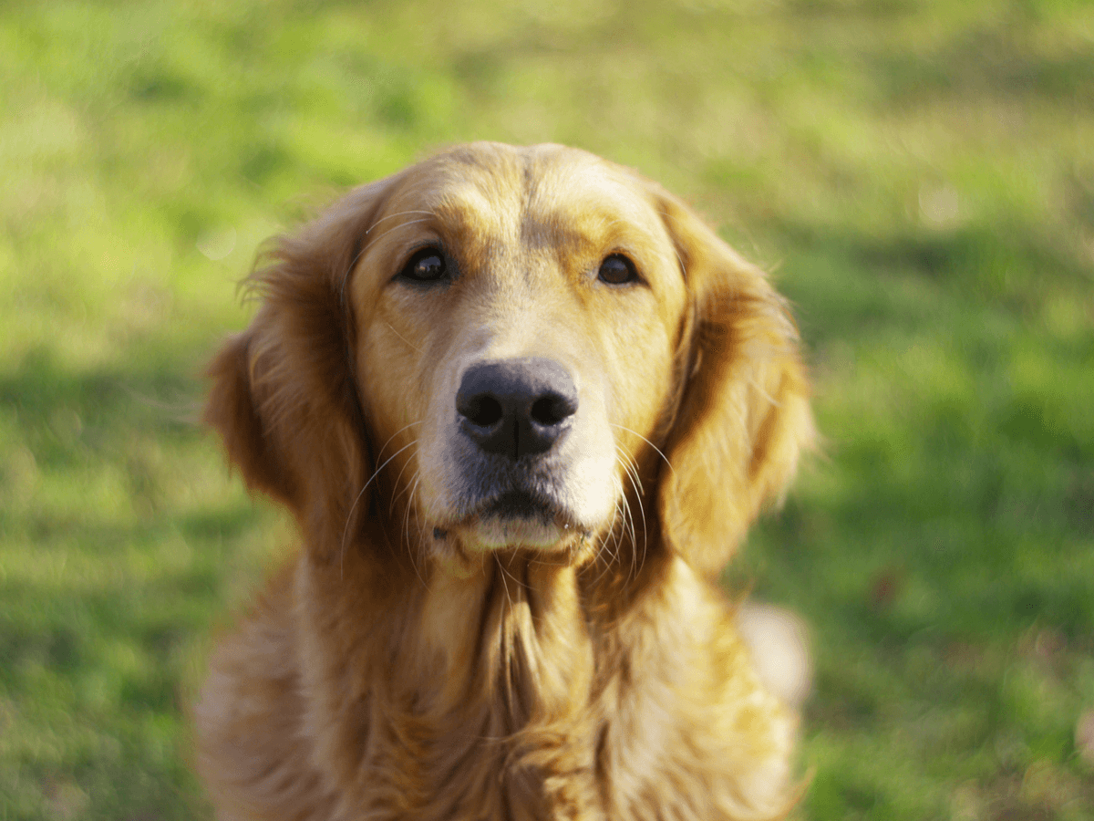 犬の老化がわかる10個のサインと症状！高齢の愛犬と幸せに暮らすためにできること