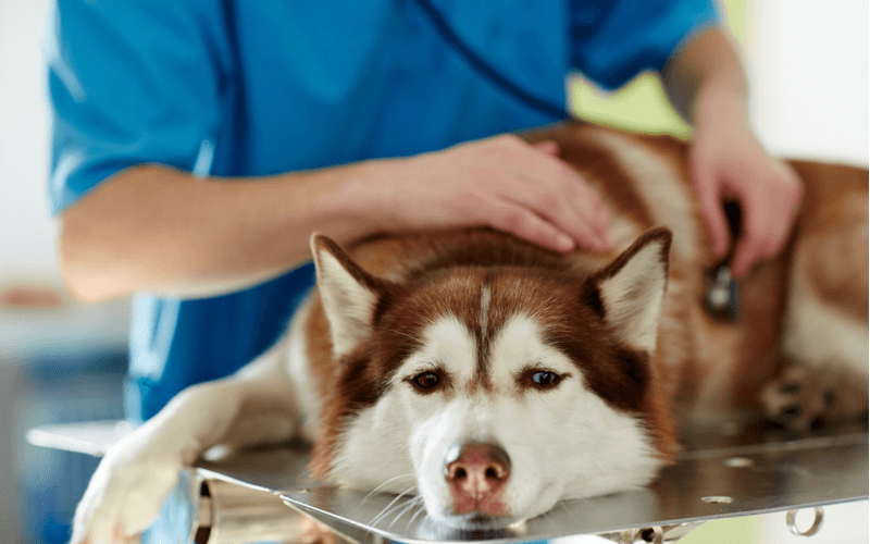 玉ねぎの誤飲・誤食に注意　　少量でも犬に玉ねぎは食べさせないで！