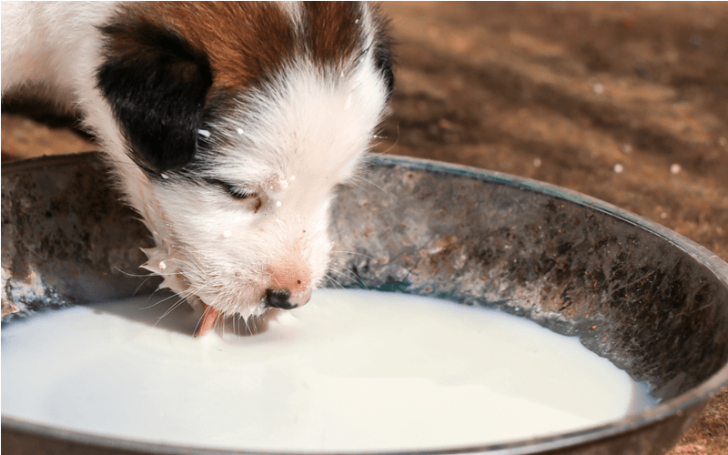犬に牛乳を与えてはダメ！？ダメな理由と対策法