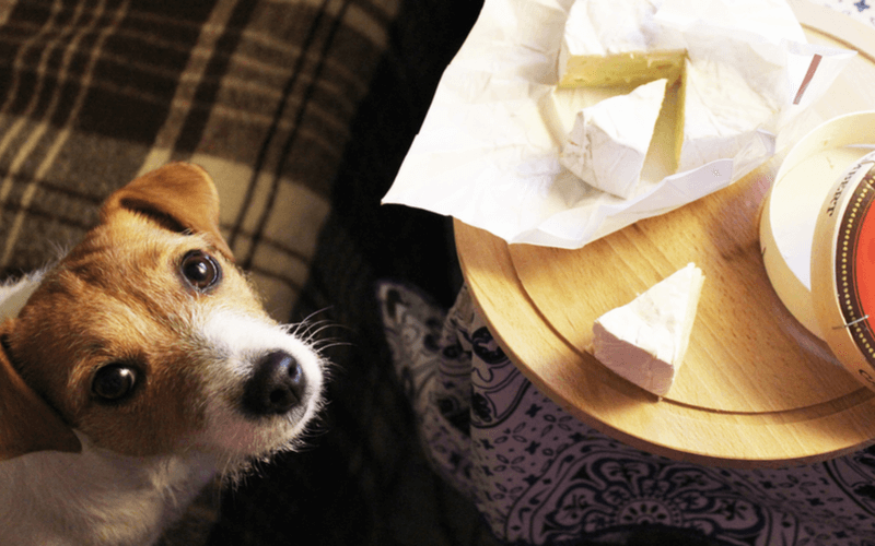 犬にチーズをあげても大丈夫？チーズをあげる時の与え方やおすすめチーズ