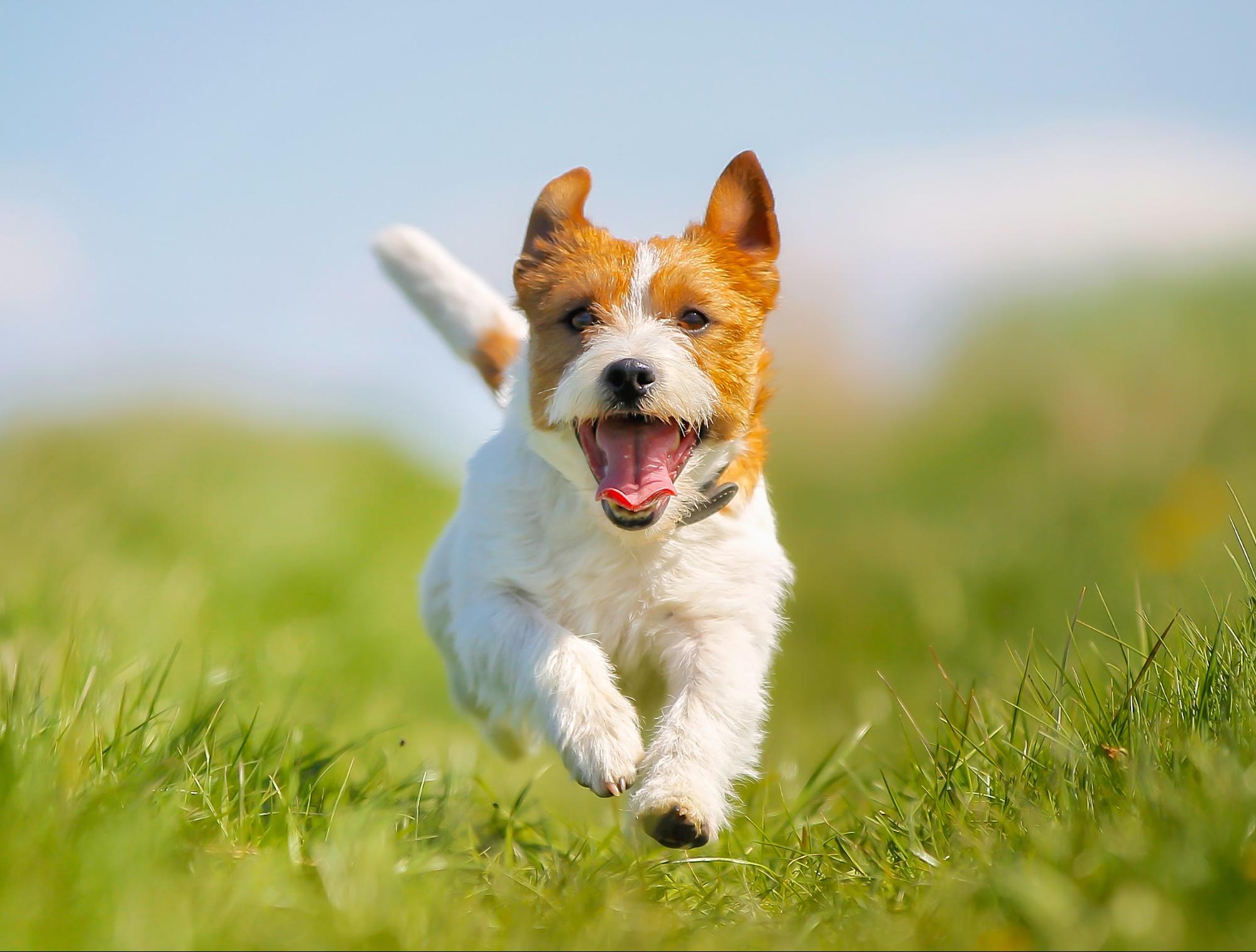 犬が口をなめる3つの理由とは？かわいいけどやめさせた方がいい訳としつけ方