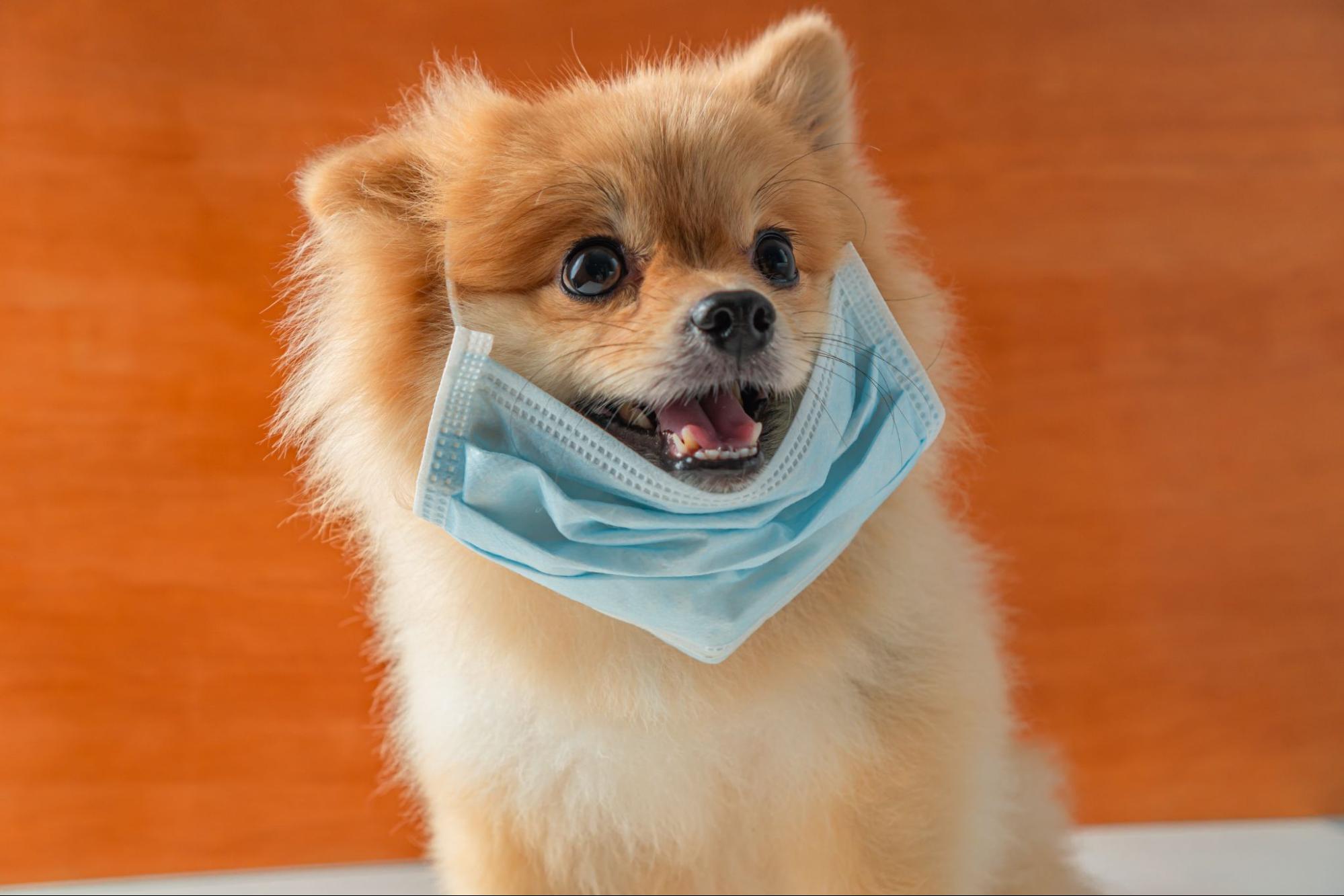 犬のくしゃみが止まらない！症状の原因や考えられる病気＆対処法を解説