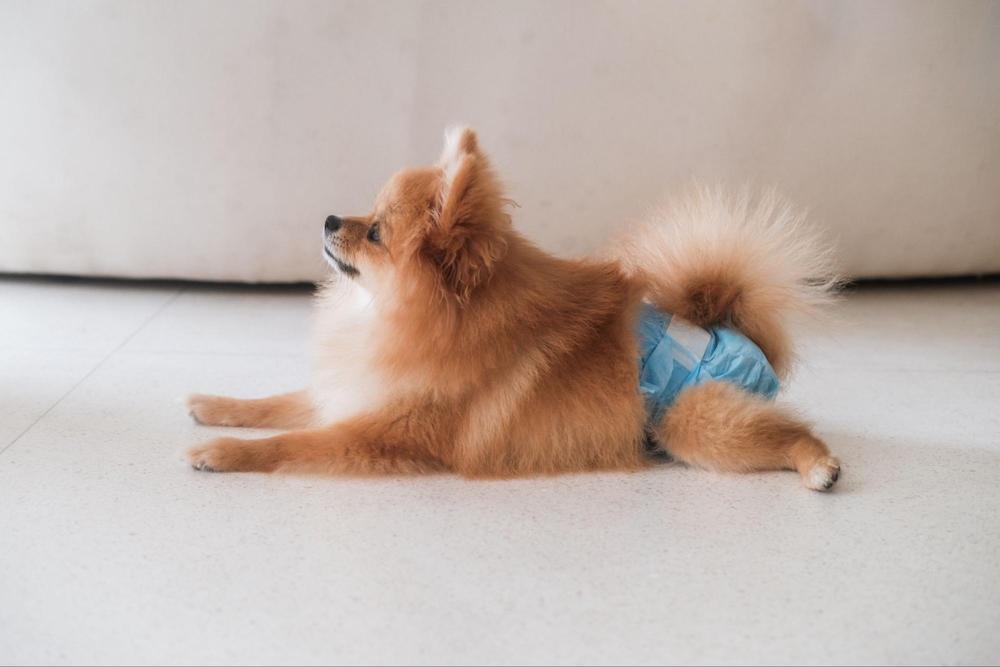 犬の生理（ヒート）とは？周期や気をつけるポイントについて解説！
