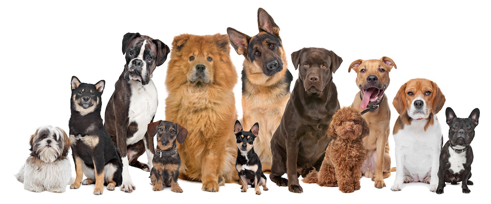 犬の多頭飼いで確認すべき4つのことと迎える前に必要な準備を解説