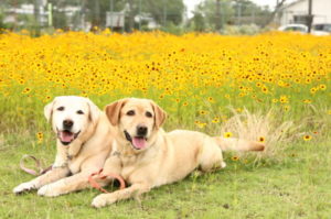 ラブラドールの性格は穏やかで優しい！ 賢いので初めてのペットにもおすすめ