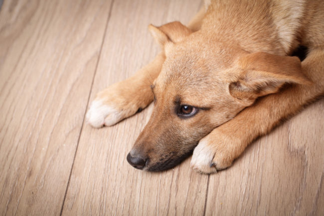 犬が咳をする原因は何？危険な病気の可能性に注意！