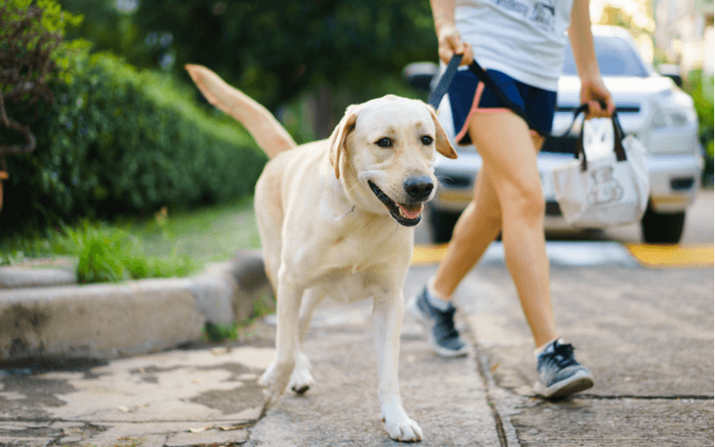 犬が散歩嫌いになったら　考えられる理由5つと克服方法4つを知って楽しい散歩タイムを取り戻そう