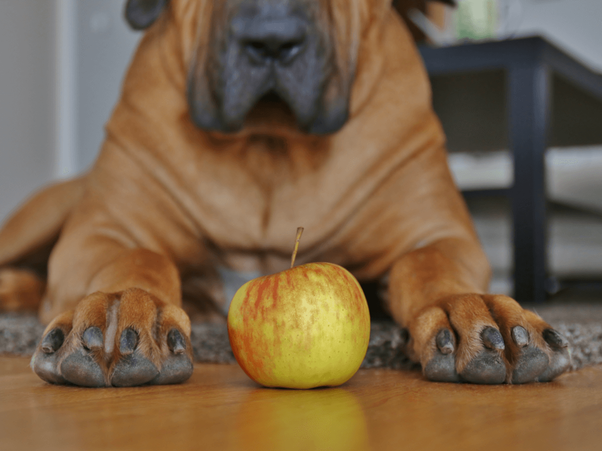 犬にりんごを食べさせても大丈夫？りんご酢やりんごジュースの活用法や注意点はある？