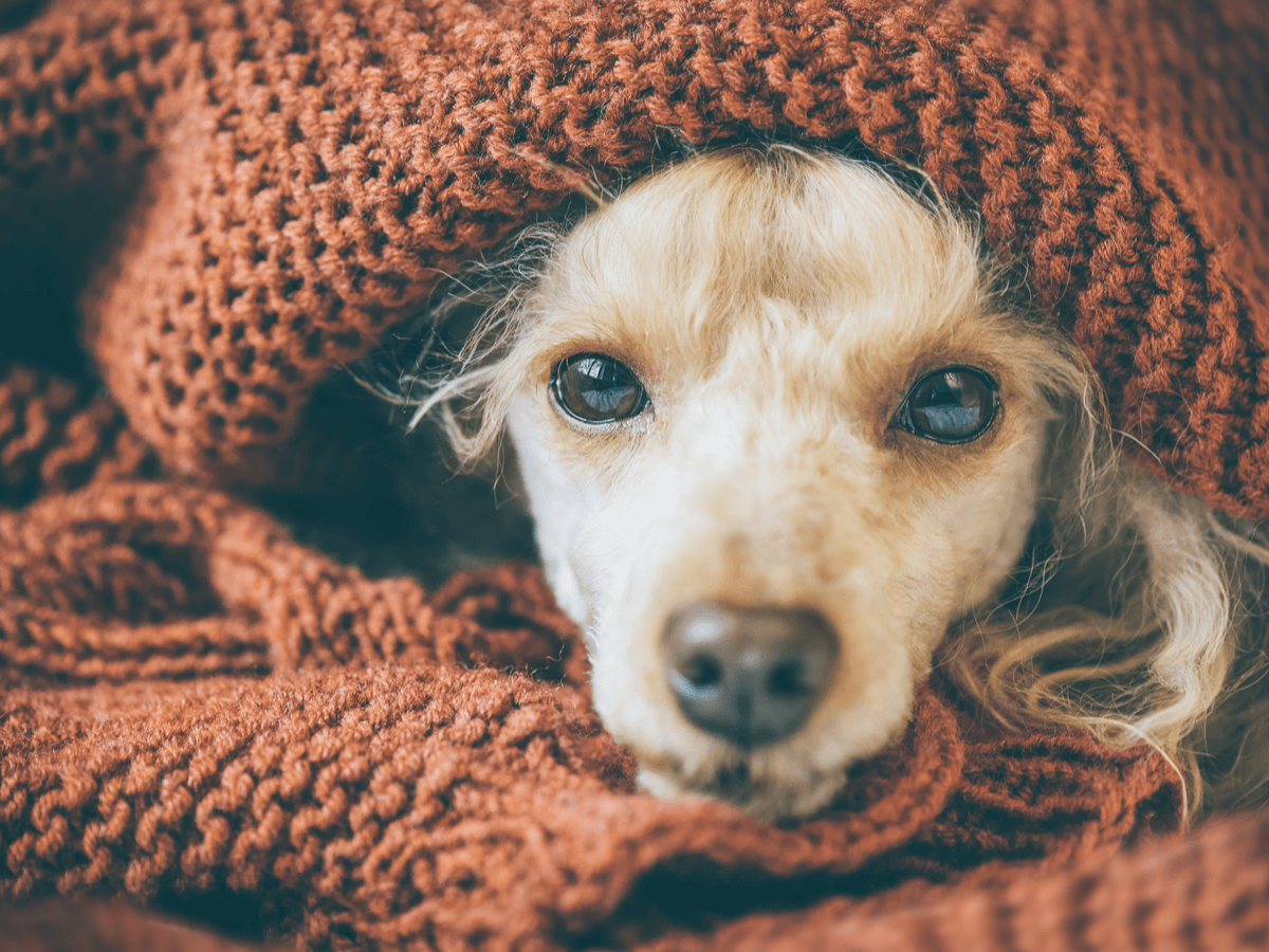 犬の寒さ対策のおすすめは？外飼いや室内飼い・費用別から考える冬の過ごし方