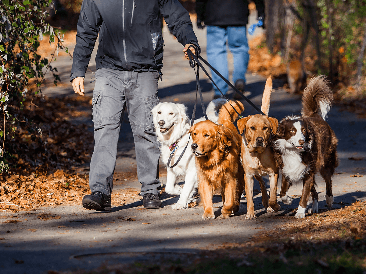 犬の多頭飼いで注意すべき3つのことと迎える前の準備やしつけ・散歩方法