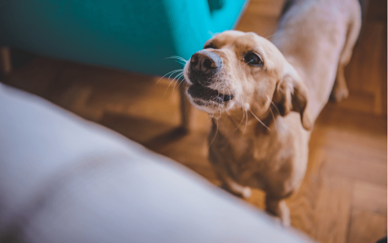犬の夜泣きの原因と対処法