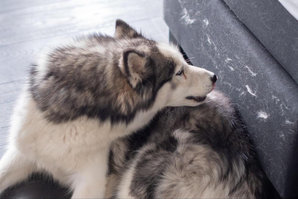犬の換毛期はいつ？時期や期間&換毛期のお手入れについて解説！