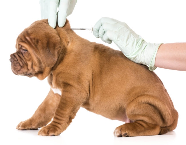 獣医師によってマイクロチップを挿入される子犬の画像