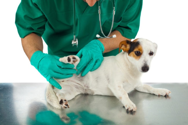 動物病院で検査される小型犬