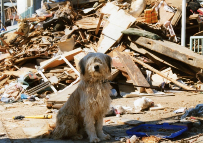 愛犬を地震から守りたい！今からできる準備と対策