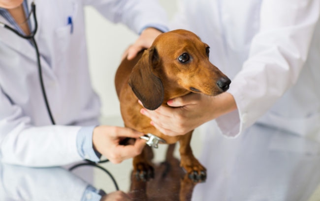 動物病院で診察を受ける犬のミニチュアダックスフンドの画像