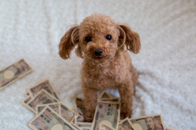 たくさんのお金と犬の画像