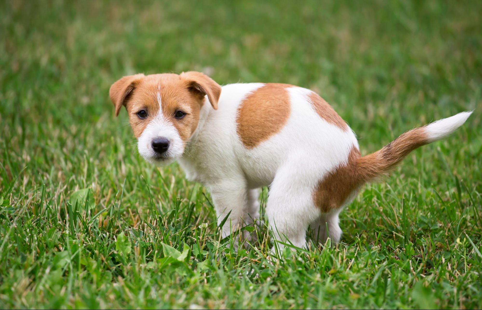 犬が食糞するのはどうして？ウンチを食べてしまう理由と対処法を徹底解説