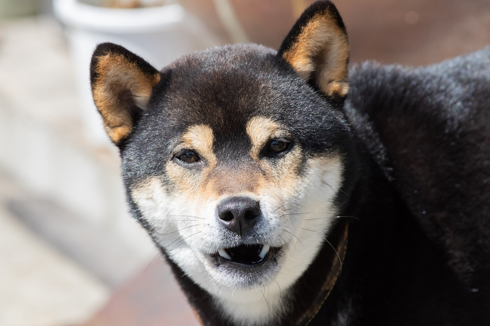 犬が唸る5個の理由とは？ 原因ごとに直し方を知っていこう