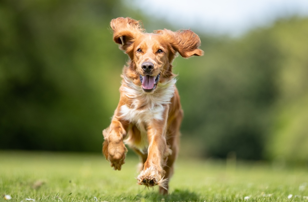 【動物看護師監修】犬が高いところから落ちたときの対処法！落下事故を防ぐために大切なこと