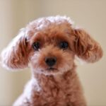 417トイプードルってどんな性格？毛色別の性格や性格が悪いと言われる理由を解説【ドッグライフアドバイザー監修】