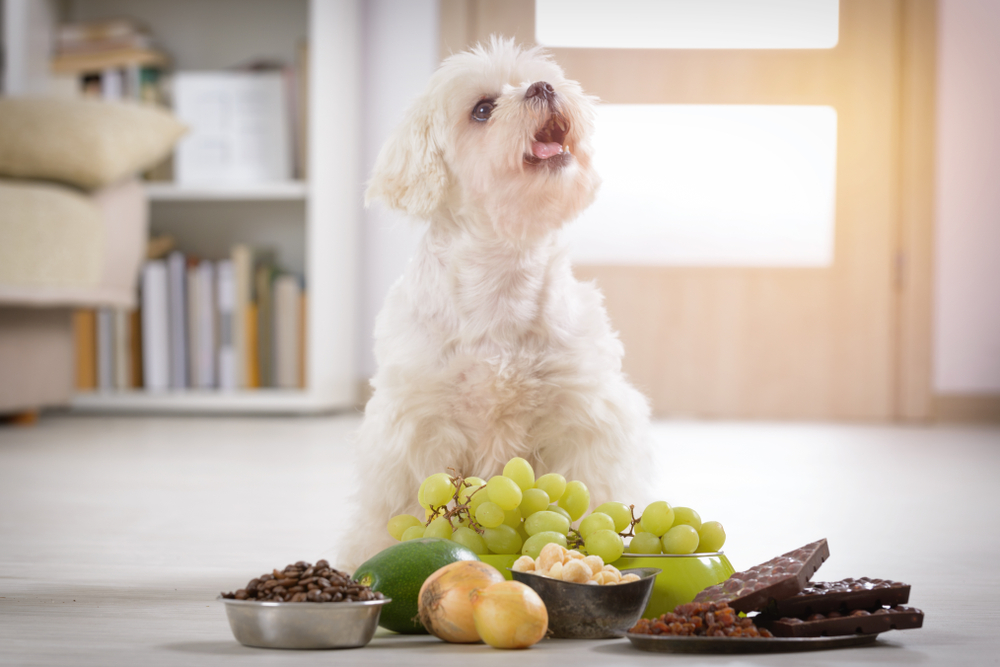 犬がネギを食べてはいけない理由とは 食べてしまった際の中毒症状と対処法