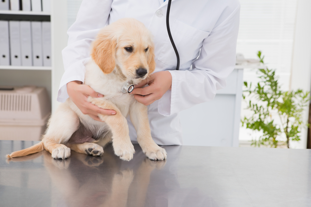 犬が吐く原因とは？嘔吐した際の対処法と考えられる病気について解説！