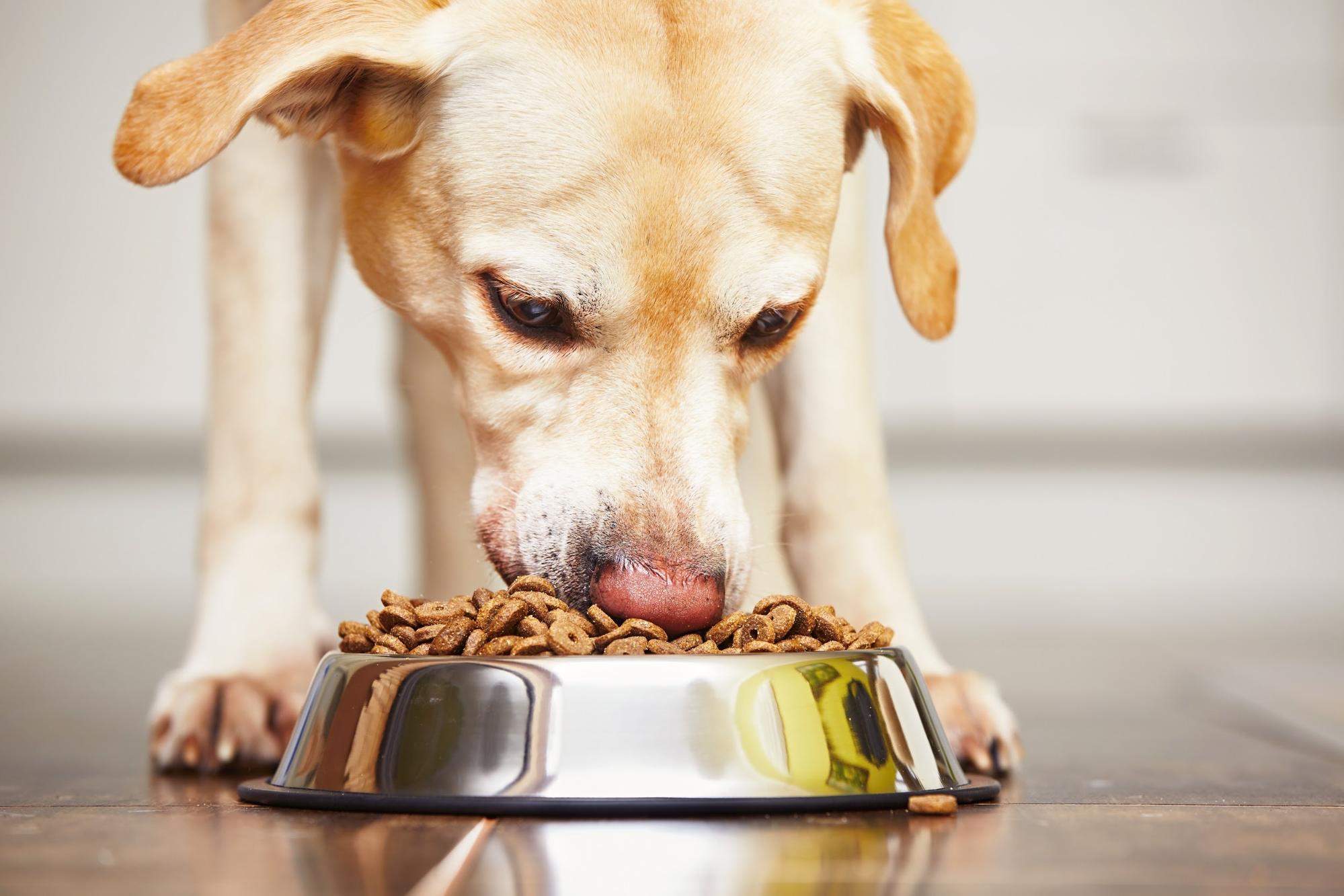 【犬の餌の与え方】種類や量・与えてはいけない食材や手作りフードの作り方