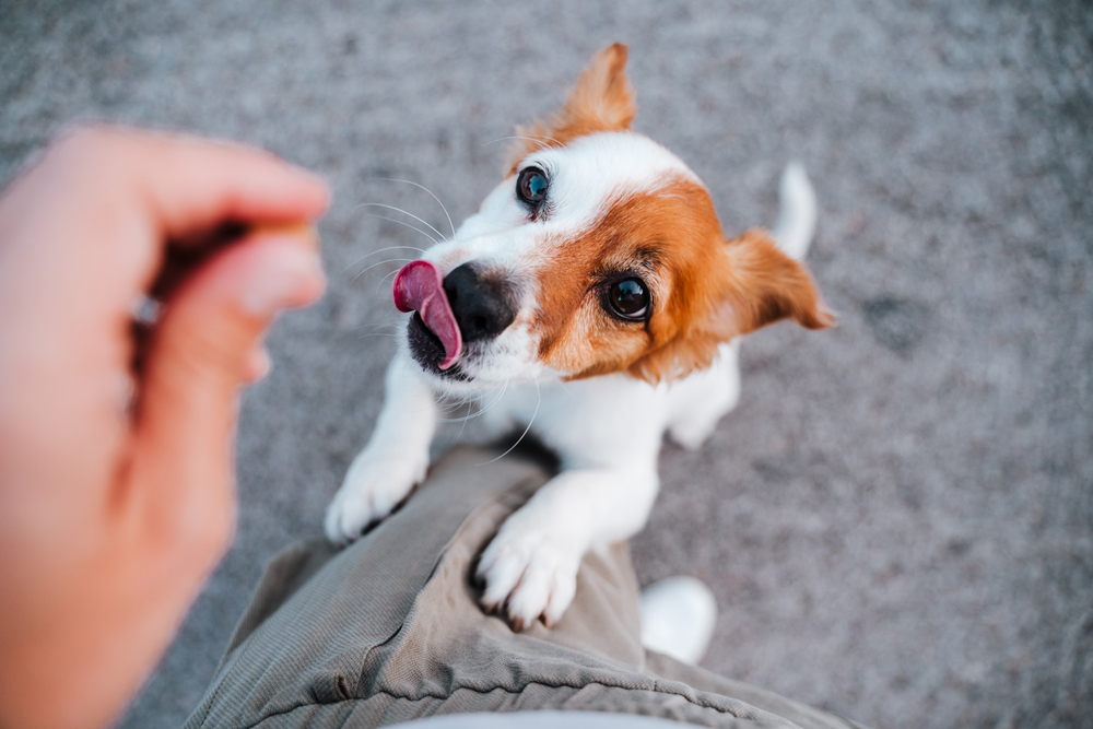 犬は里芋を食べられるの？与えるときの注意点やメリット・デメリットを紹介