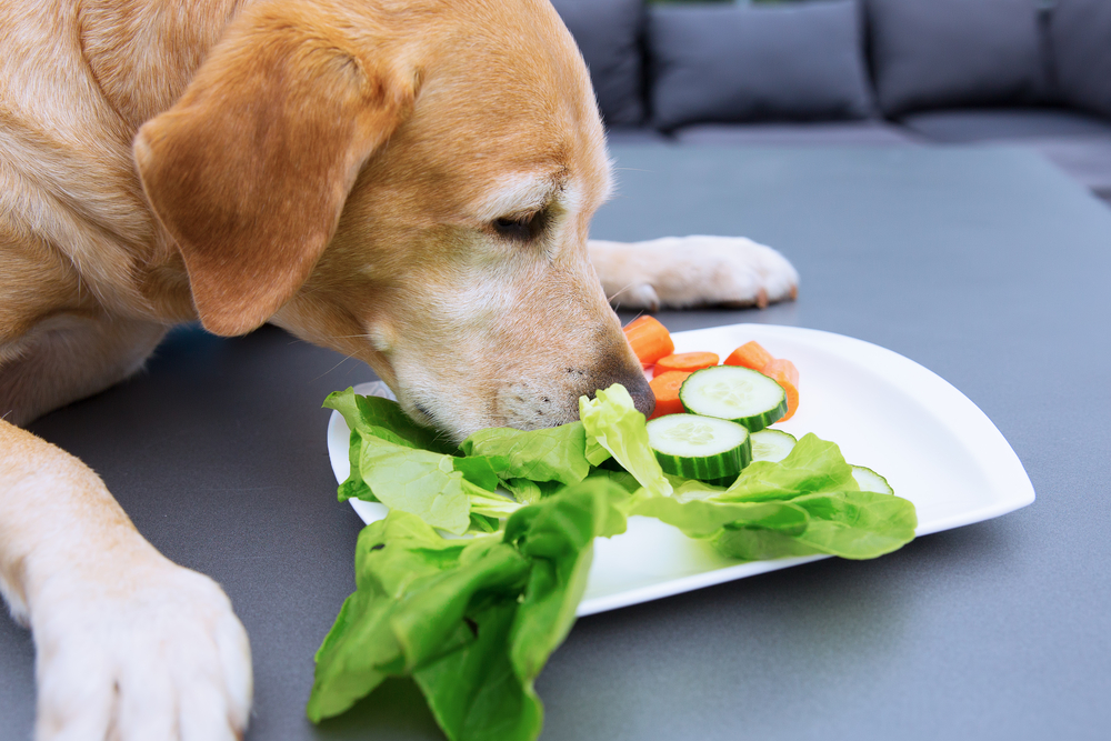 犬はレタスを食べても大丈夫？適量・与える際の注意点＆簡単レシピを紹介！