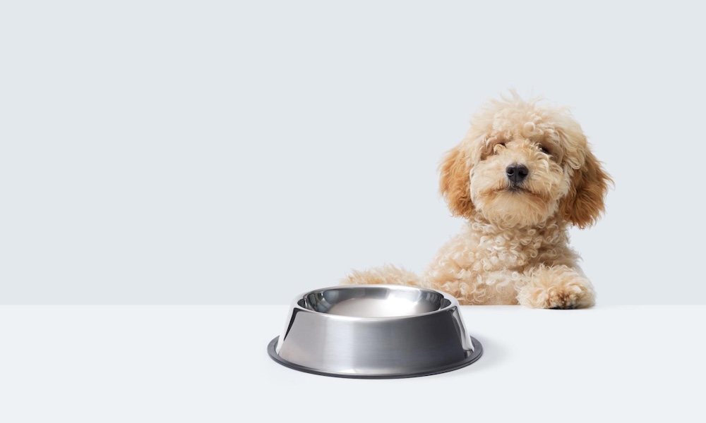 【動物栄養管理士監修】子犬に最適なご飯の選び方！適切な量・回数や食べないときの対処法を解説
