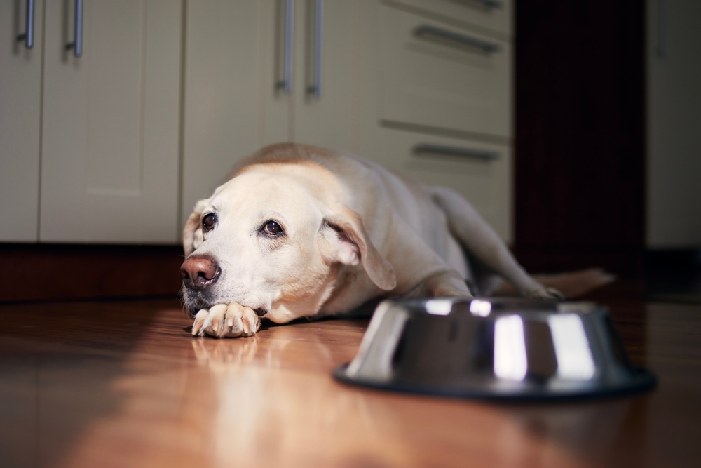 老犬がご飯を食べないのはなぜ？食欲が回復するおすすめの食べさせ方も解説！