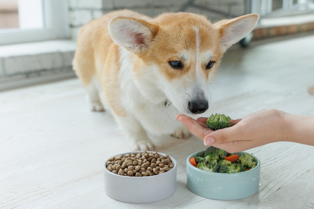 犬の白内障予防におすすめの食べ物は？目に良い食材で白内障のケアをしよう！