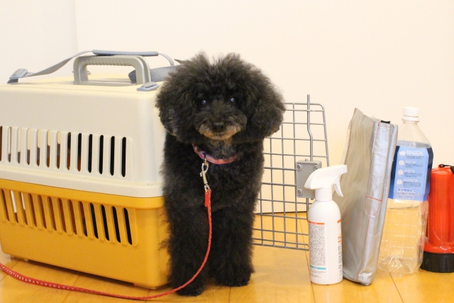 防災コラム：愛犬を守る災害時の備えについてご紹介！