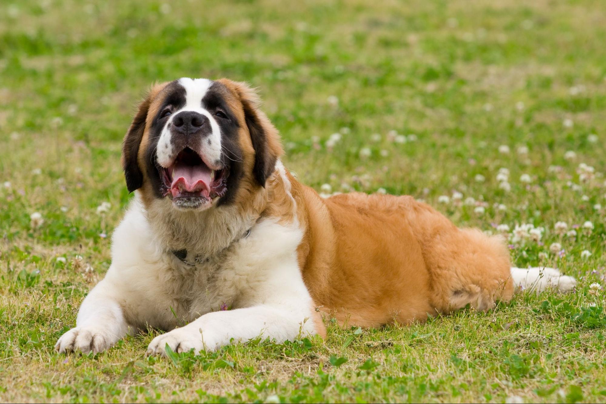 大型犬の種類一覧|犬種ごとの性格や特徴を紹介