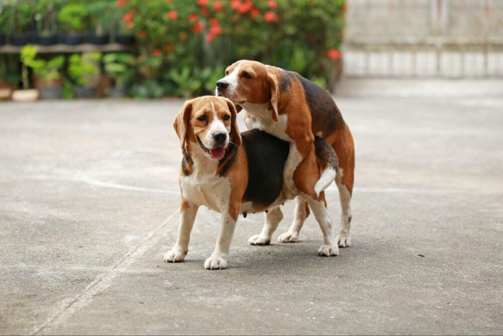 犬がマウンティングするのはなぜ？やめさせる方法も解説！