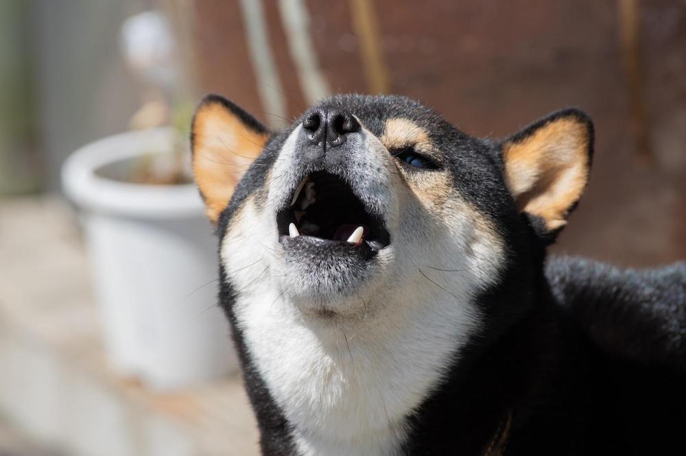 犬の鳴き声に困っている飼い主は約半数！実際の体験談やしつけ方を紹介