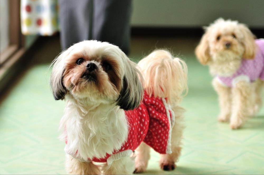 室内犬をお迎えする時に大変なこととは…
