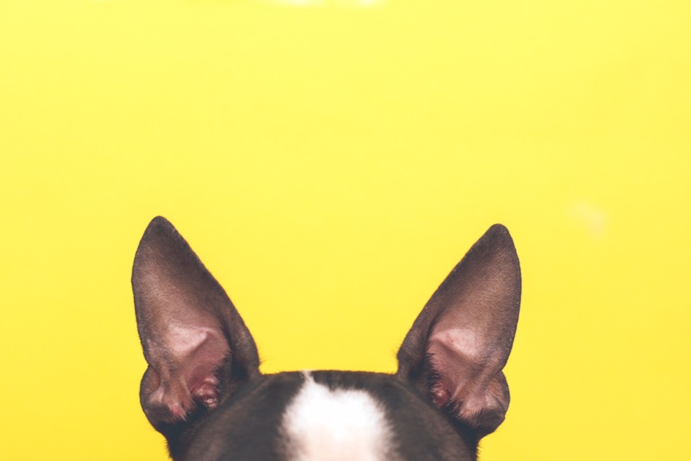 犬に豚肉を与えても大丈夫？与えるメリットや与えるときの注意点を解説！