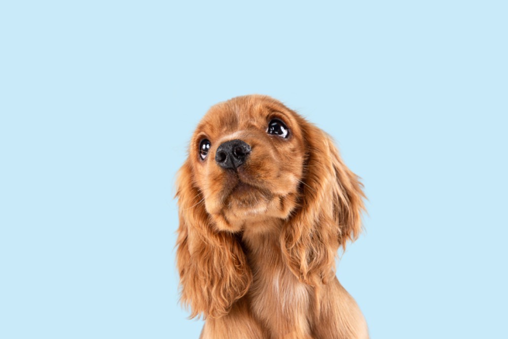 犬に鰹節を与えても大丈夫？与えるメリットや与えるときの注意点を解説！