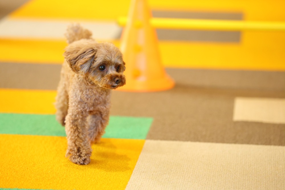 東京都内のおすすめ室内ドッグラン15選！雨の日でも遊べる人気施設を紹介【ドッグライフアドバイザー監修】