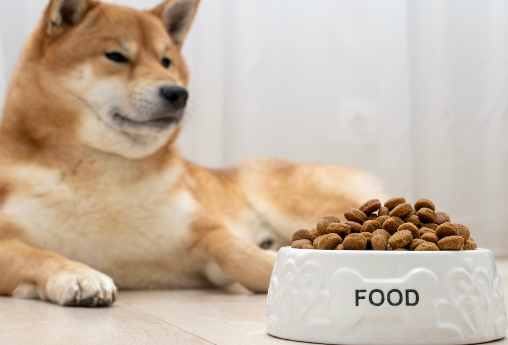 【専門家監修】犬がご飯を食べないのはなぜ？対策を原因ごとに解説！