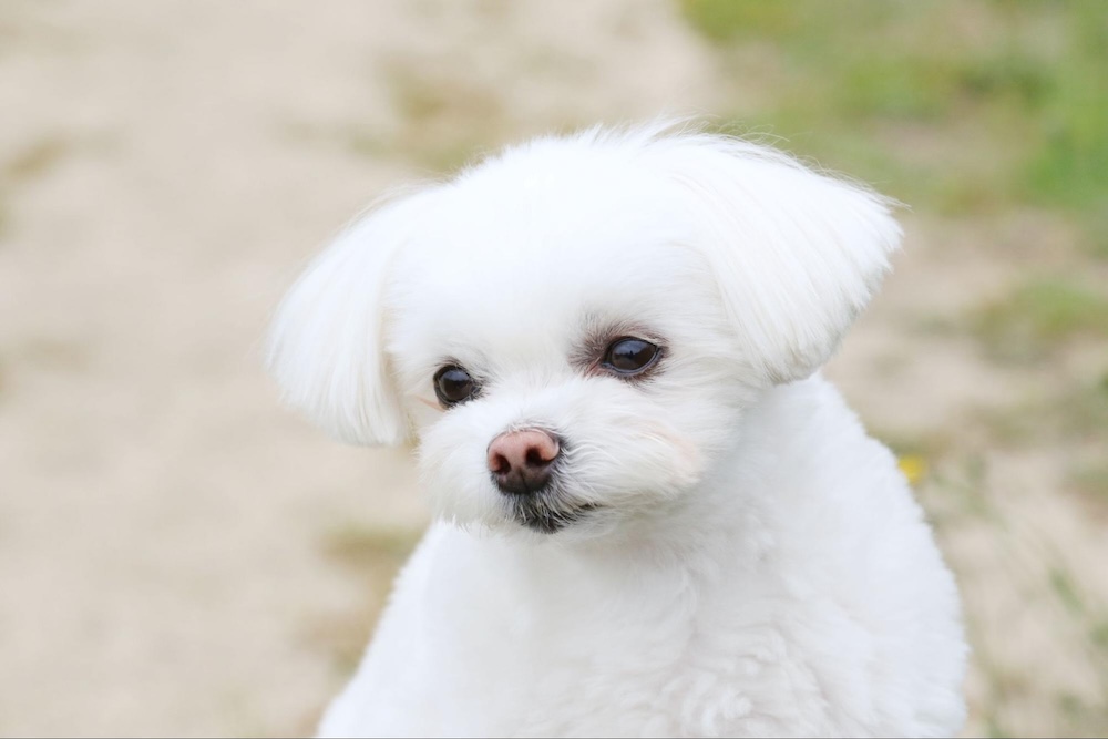 【専門家監修】マルチーズの性格や特徴とは？飼い方のコツ&注意すべき病気を解説